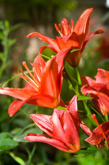 red flowers in the foreground