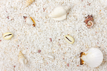 sand and sea shells