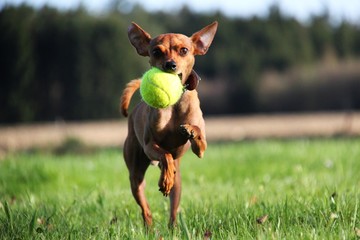 hund mit tennisball I