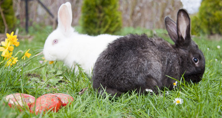 Egg hunt