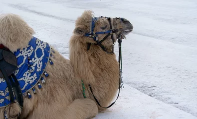 Crédence de cuisine en verre imprimé Chameau Le chameau se trouve sur la neige