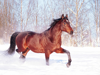 running bay horse at snow field