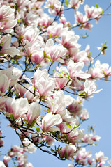 Magnolias