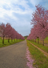 Fototapeta premium Peach trees