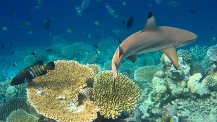 Selbstklebende Fototapete Tauchen Shark