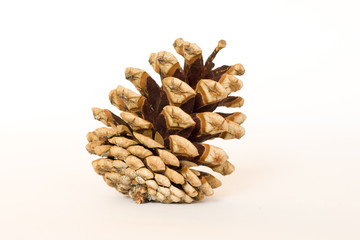 Detail of pine cone on a white background