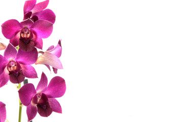 orchidee