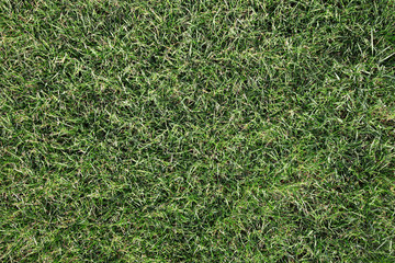 Grass background