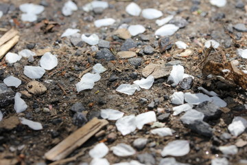 Früjahr Blütenpollen