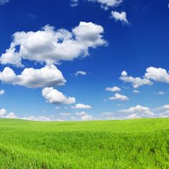 Fototapeta na wymiar meadow and blue sky