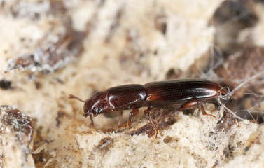 Wood living beetle on wood