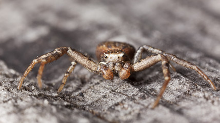 Running crab spider on wood, macro photo