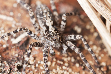 Wolf spider