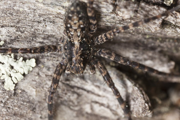 Wolf spider sitting on wood, extreme close up