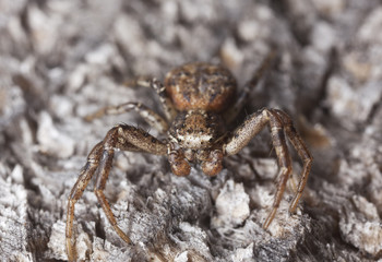 Turf running-spider (Philodromus cespitum)