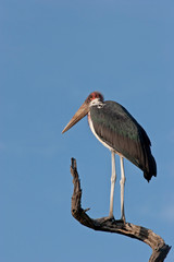 Marabou Stork