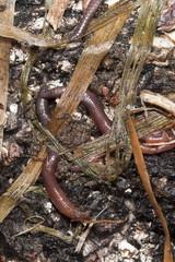 Earthworms in mould, macro photo