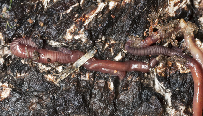 Earthworms in mould, macro photo