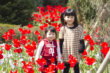 チューリップと姉妹