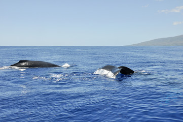 Humpback Whale in Lahaina, Mahui, Hawaii