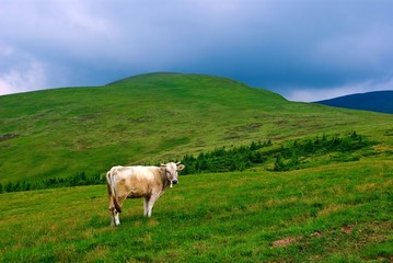 Fototapeta na wymiar cow on a mountain pasture