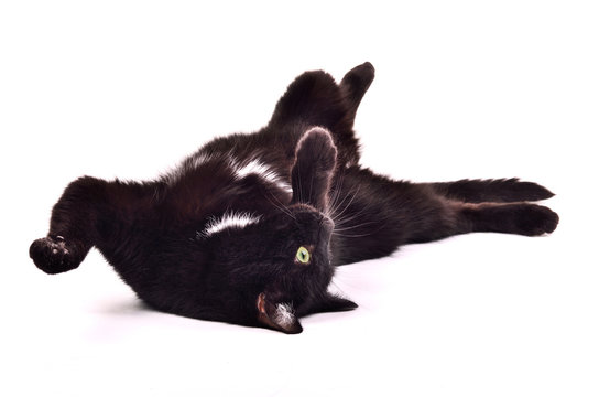 Playful black cat catching the toy lying on its back upside down - Powered by Adobe