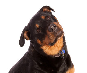 Obraz premium Isolated Female Rottweiler