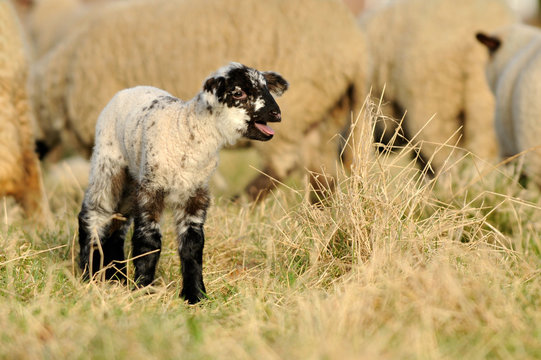 M&auml;hendes Lamm