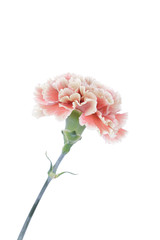 カーネーション