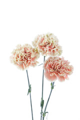 カーネーション