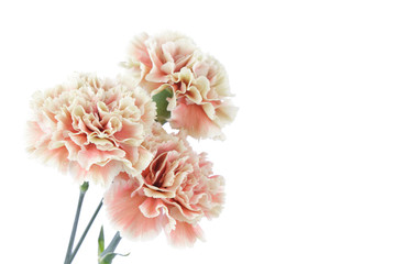 カーネーション