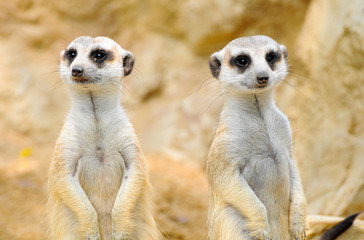 suricate in zoo