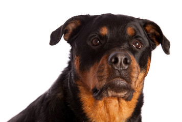 Isolated Female Rottweiler