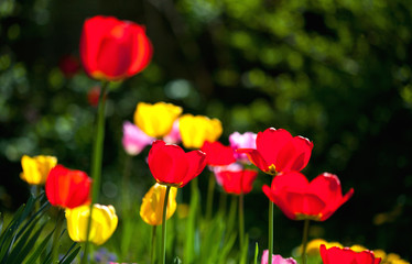 Obraz premium tulipes dans le jardin
