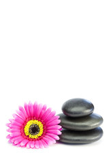 Fototapeta na wymiar Pink and yellow flowertouching piled up pebbles