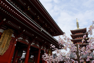 浅草寺桜