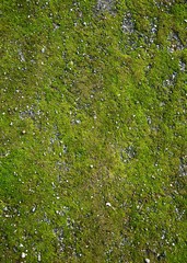 moss