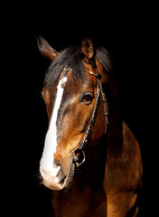 Fototapeta na wymiar portrait of horse isolated on black