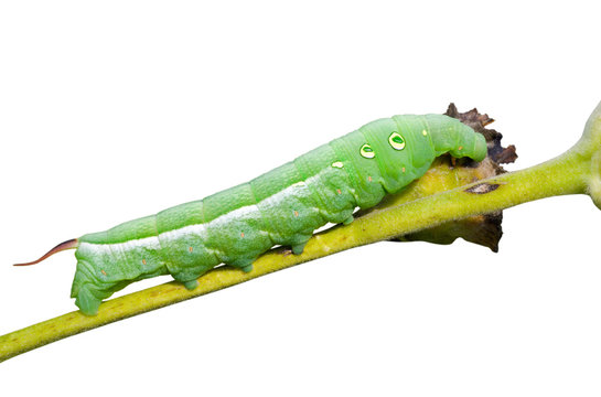 Caterpillar of hawkmoth 5