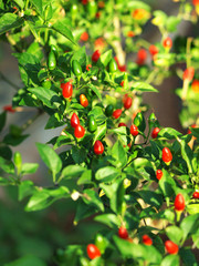 wild hot pepper