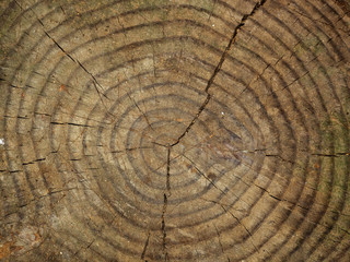 tree trunk section close up