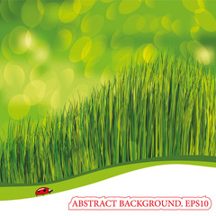 Spring background with ladybird. EPS10. Place for your text