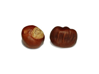 Two chestnut  on white background
