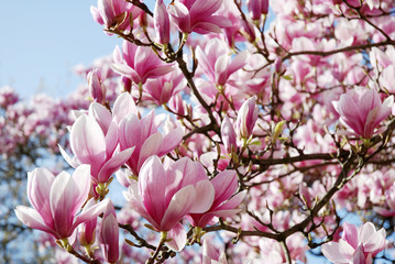 Panele Szklane  Kwiatowy sen w różowej magnolii