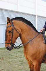 Portrait of a horse