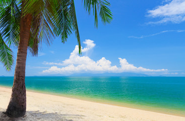 beach with coconut palm and sea, koh Samui, Thailand
