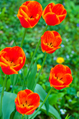 tulipe dans le jardin