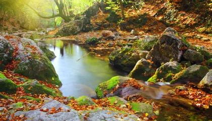 Badezimmer Foto Rückwand morning in autumn forest © Alexander Ozerov