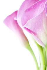 Fototapeta premium Callas
