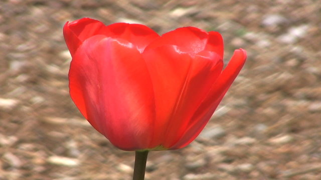 Red Tulips Close Up